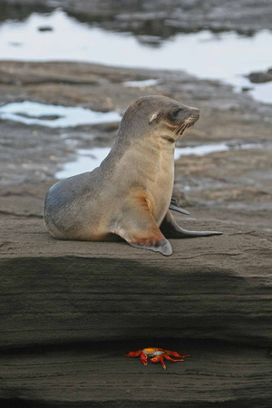Baby Sealion and crab