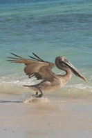 Prancing Pelican