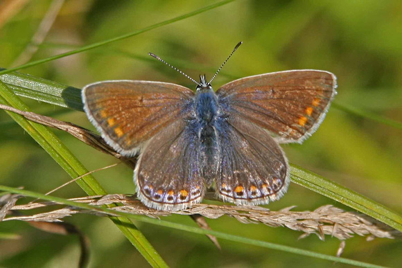 Common Blue - female
