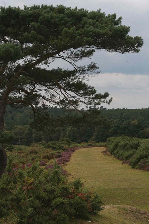 New Forest Walk