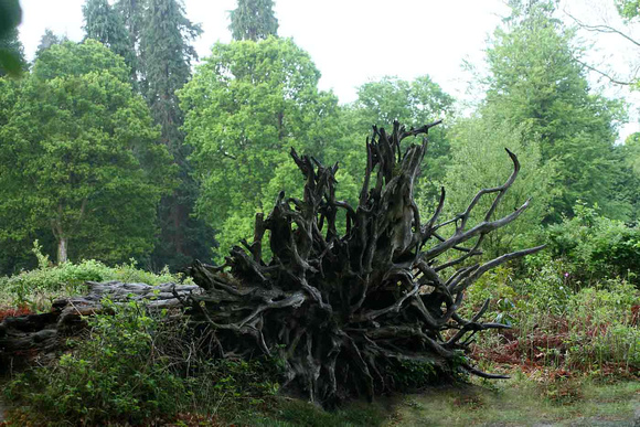 Hurricane tree root sculpture