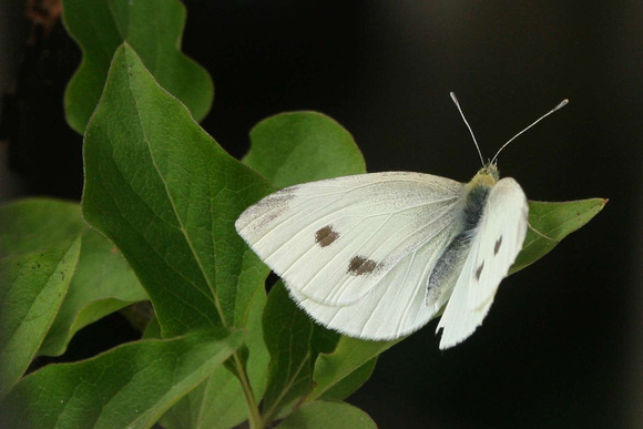 Large White - Pieris brassicae