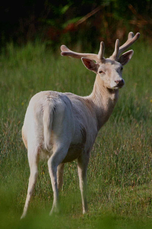 White Fallow Deer in velvet