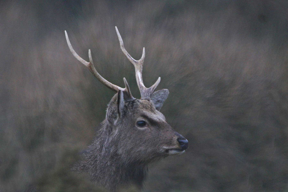 Sika Stag at Arne