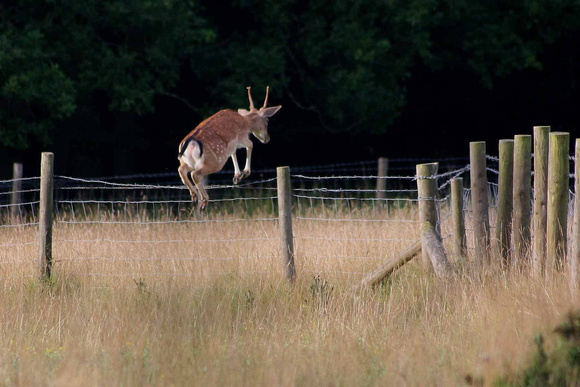 How High Deer Jump!