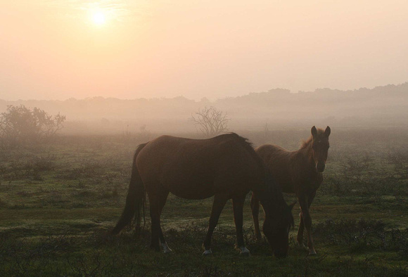 New Forest Ponies Breakfast