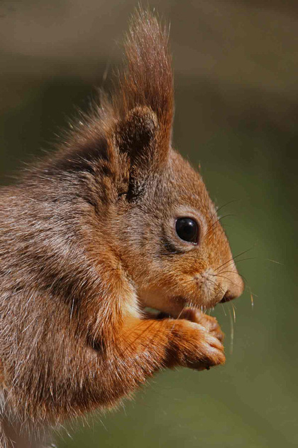 Zenfolio | Linda Priestley's Photography/Wildlife | RED SQUIRRELS ...