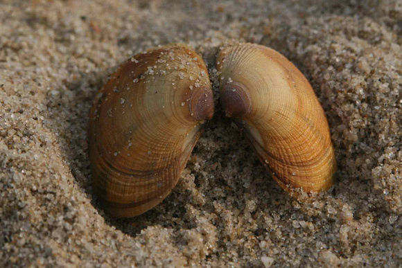 Sea Shell on Seashore